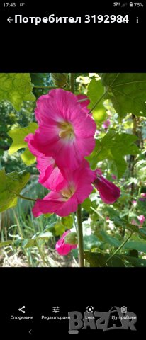 Градинска ружа ( alcea rosea ), снимка 3 - Сортови семена и луковици - 43898642