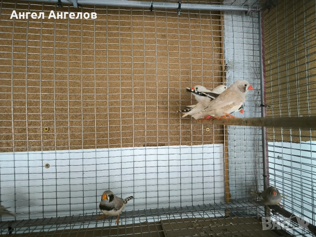 зеброви амадини , снимка 3 - Амадини - 53218756