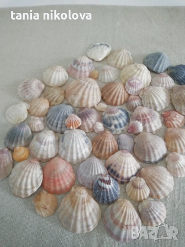 Миди, снимка 3 - Декорация за дома - 45647430