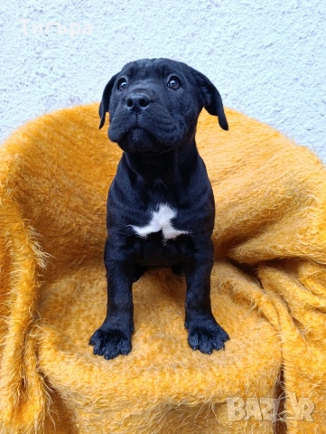 Кане Корсо с Паспорт и 2 Ваксини над 2 месеца !, снимка 3 - Кане корсо - 52793038