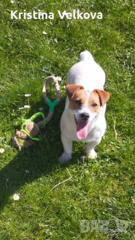 Джак ръсел териер , снимка 8 - Джак ръсел териер - 51703039