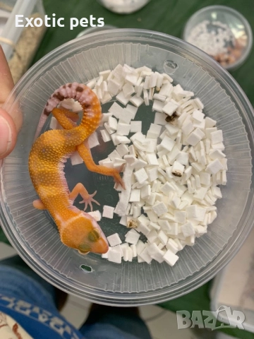 Леопардов гекон, , снимка 2 - Гекон - 52913924
