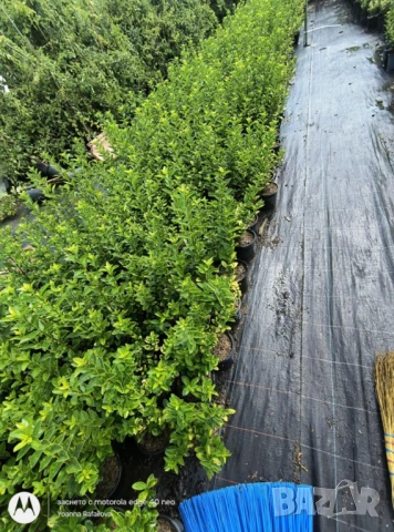 Лигуструм вечнозелен, снимка 5 - Градински цветя и растения - 51128599