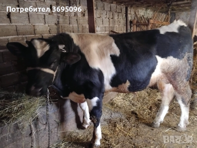 Продавам Бик за разплод 