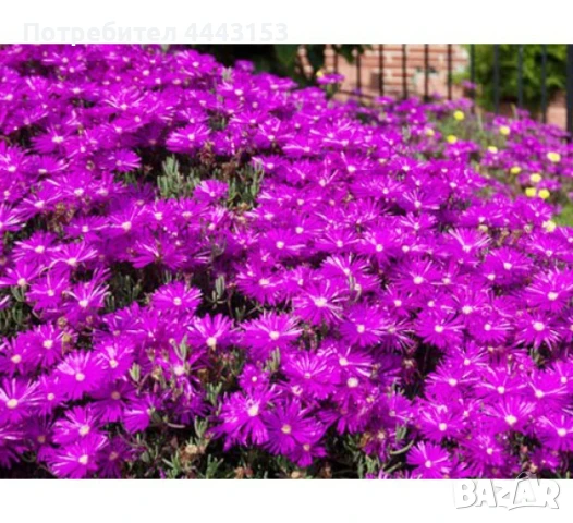 Делосперма , снимка 3 - Разсади - 50497975