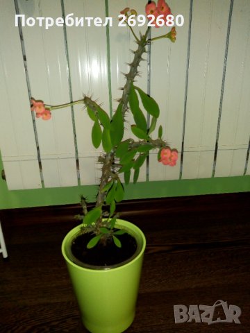 Хибискус, рео червено,кливия, исусов венец,орхидея, кротон, снимка 12 - Стайни растения - 42021101