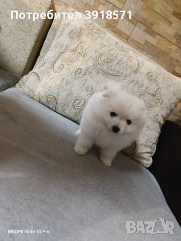 три померани момчета