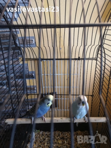 чифт вьлнисти папагали с клетка , снимка 2 - Папагали - 52690886