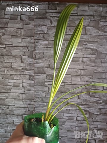 Финикова палма, снимка 1 - Стайни растения - 43851705