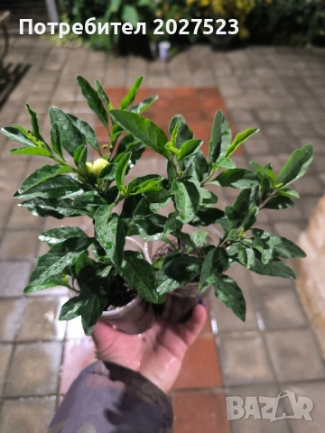 Соланум , снимка 2 - Стайни растения - 52211702