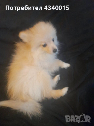 Мини шпиц, снимка 1