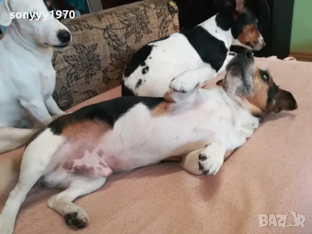 ДЖАК РЪСЕЛ КЛУБ ВИДИН-ЖЕНСКА ЗА РАЗПЛОД/МЪЖКИ ЗА РАЗПЛОД/БЕБЕТА-250ЛВ ЗА БР 1803251526, снимка 3 - Джак ръсел териер - 49544281