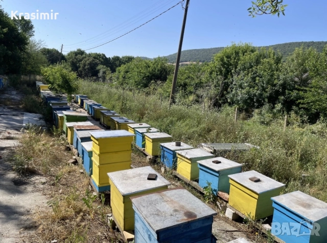 Продавам Кошери с Пчели Пчелни семейства Отводки Оплодени Пчелни Майки, снимка 3 - За пчели - 52760825