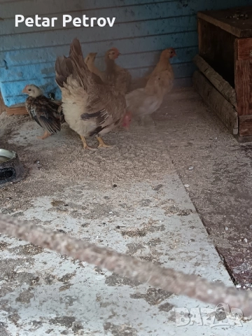 Декоративни кокошки , снимка 12 - Кокошки и пуйки - 51707427