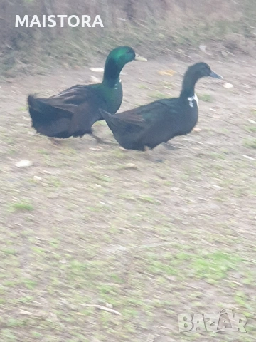 патици каюга чифт, снимка 3 - Патици и гъски - 53592100