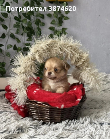 чихуахуа момченца, снимка 2 - Чихуахуа - 52675936
