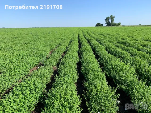 Продавам етерични масла, снимка 5 - Козметика за тяло - 49195415