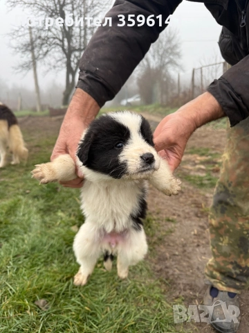 Каракачанки с.Агатово, снимка 6 - Каракачанска овчарка - 52885341