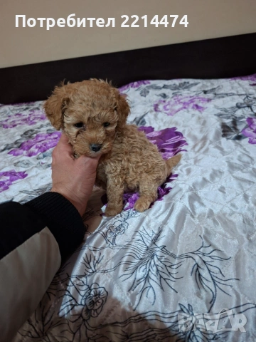МИНИ ПУДЕЛЧЕ, снимка 6 - Пудели - 53099688