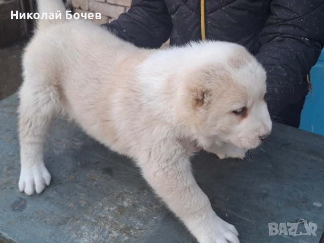 АЛАБАЙ, снимка 3 - Алабай - 53395565