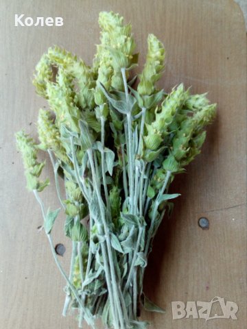  Продава Мурсалски (Пирински) чай- РЕКОЛТА 2025 г. плик  30 грама, снимка 3 - Домашни продукти - 32267899