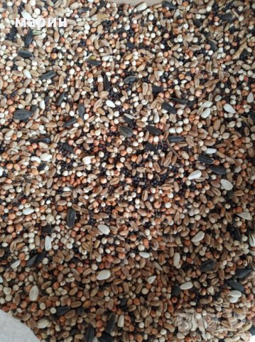 Храна смесса гугутки гълъби