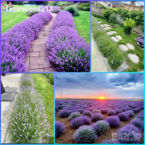 Българска Маслодайна Роза – Дамасцена, Алба, Сентифолия | Разсад, снимка 15 - Градински цветя и растения - 42641069