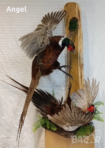 препарирани животни фазани и лисица , снимка 9 - Други стоки за дома - 52719535