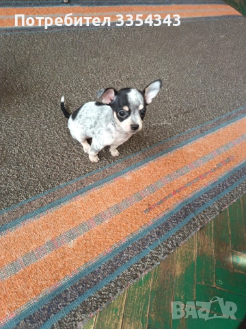 Чихуахуа с паспорт и ваксина , снимка 5 - Чихуахуа - 53114756