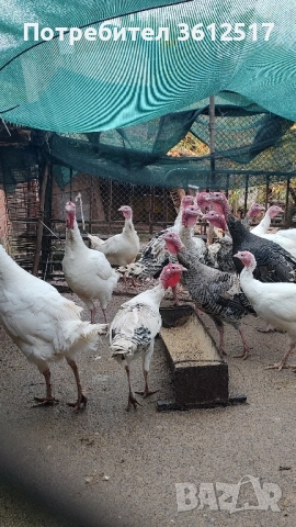 Пуйки и пуяци, снимка 2 - Кокошки и пуйки - 52503635