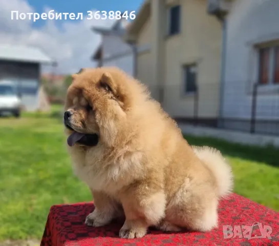 Чау чау, снимка 5 - Чау Чау - 49805421