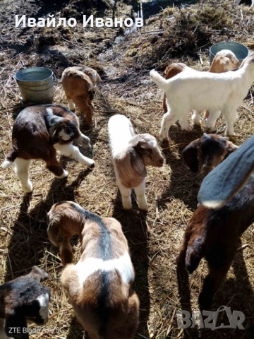 Продавам кози с ярета, снимка 9 - Кози - 53247338