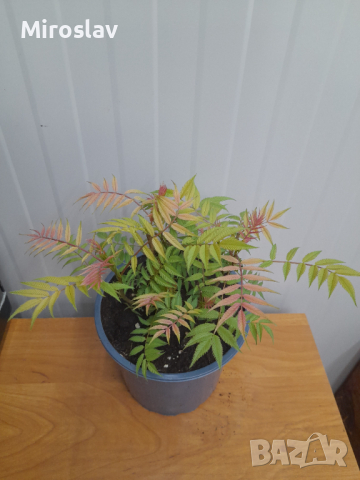 Сорбария (Sorbaria Sorb."Sem"®), снимка 8 - Градински цветя и растения - 44878063