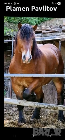 Жребец,тежковоз, снимка 3 - Коне - 53385310