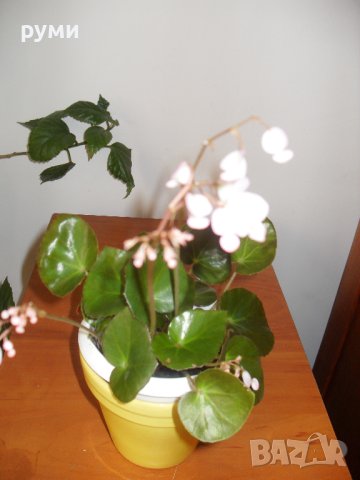 бегония слонско ухо, снимка 3 - Стайни растения - 43024307