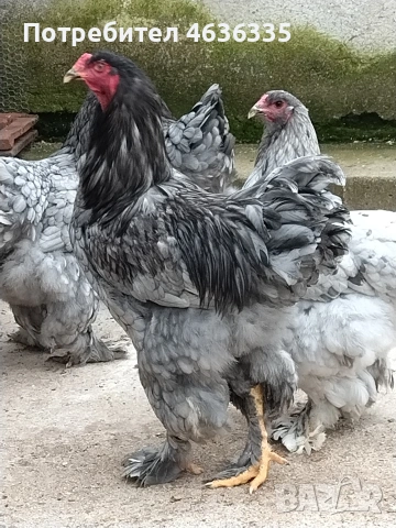 Синя Брама, снимка 3 - Кокошки и пуйки - 53052615