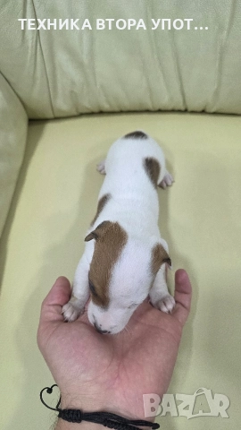 джак ръсел териер 3 броя женски, снимка 11 - Джак ръсел териер - 52885801