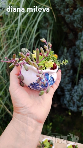 Гърнета аранжирани със сукуленти!, снимка 12 - Декорация за дома - 52496408