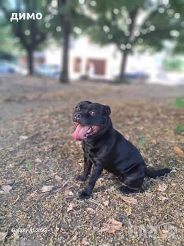 Английски стафордширски бултериер, снимка 5 - Други - 52136623