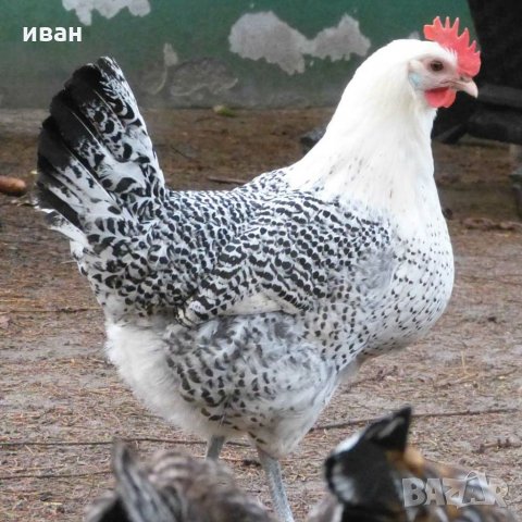 Сребърно Брезе яйца, снимка 3 - други­ - 31147352