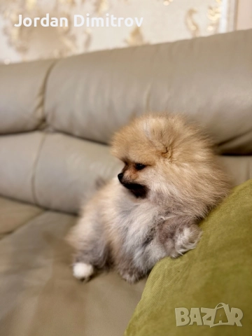 Мъжки Полерани, снимка 4 - Померан - 52431228