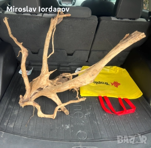 Корен Азалия 