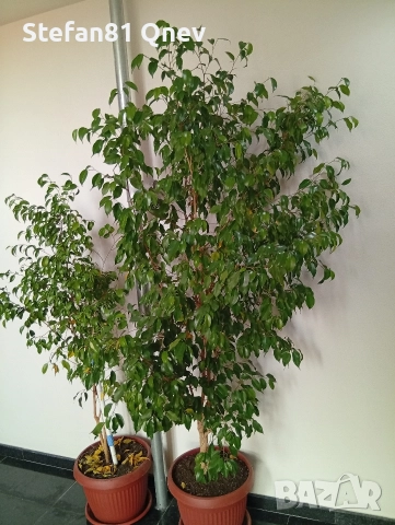 Вечно зелено, Бенджамин 