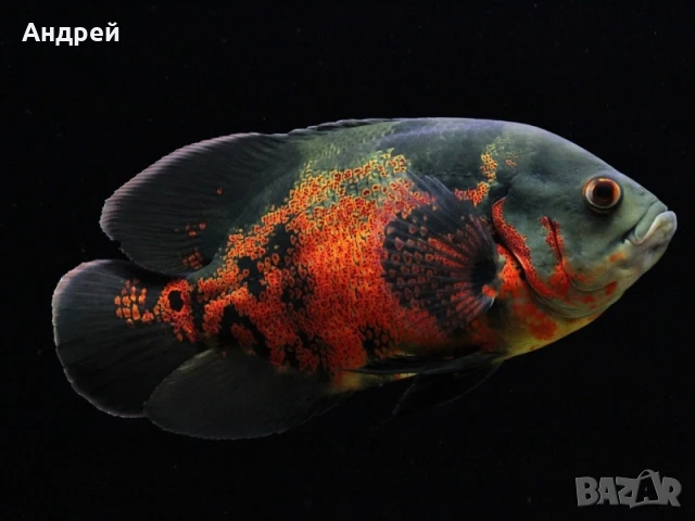 Астронатус видове