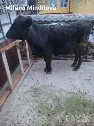 Продавам заплодена юница, снимка 4 - Крави - 52570243
