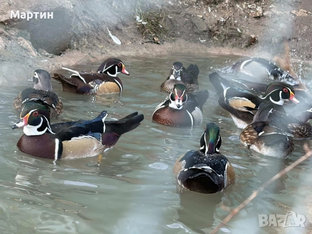 Патици Каролинки , снимка 3 - други­ - 51497214