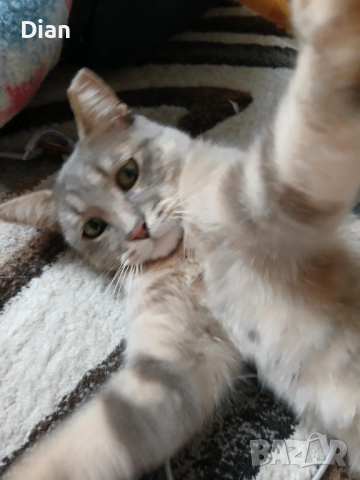 Подарявам котка, Синьо Таби, женска, кастрирана , снимка 6 - Други - 52177916