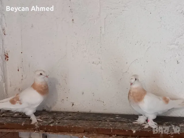 Турски гълъби Мардинлий, снимка 2 - Гълъби - 47578710