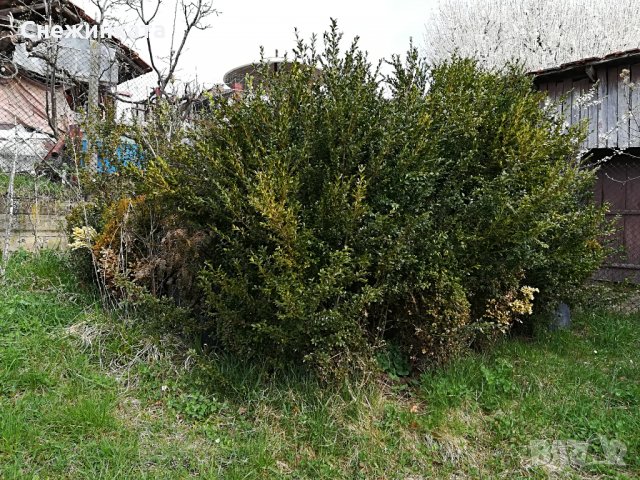 Чемшири за красиви градини, снимка 3 - Градински цветя и растения - 32554054