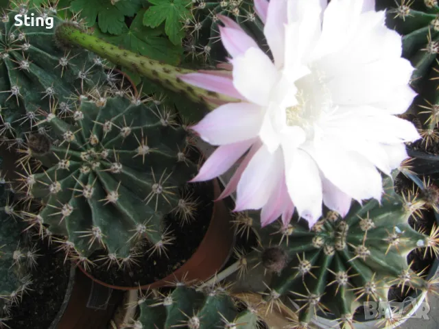 Кактус  , Ехинопсис / Echinopsis , Големи  Цветове, снимка 2 - Градински цветя и растения - 49941665